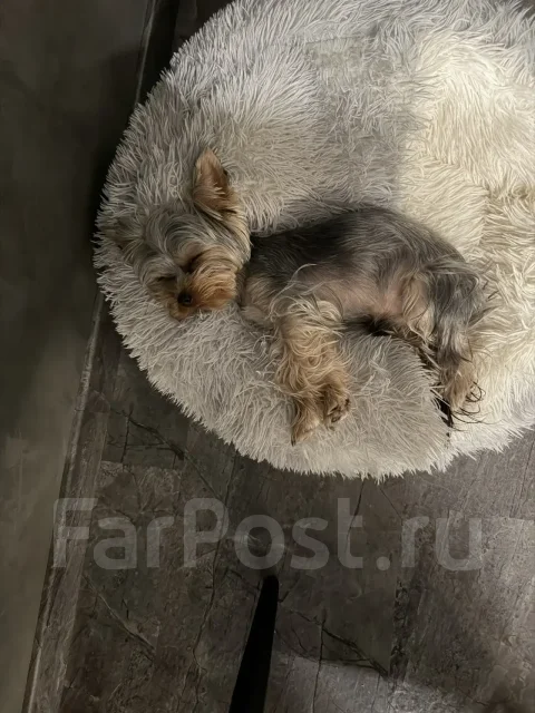����������� ������. ����