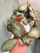 ������� � ����������� ����