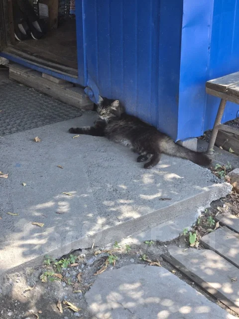 �����. ����