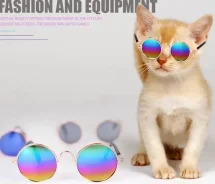 ���� ����