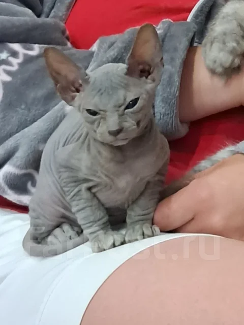 ������. ����