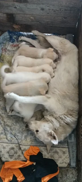 �����. ����