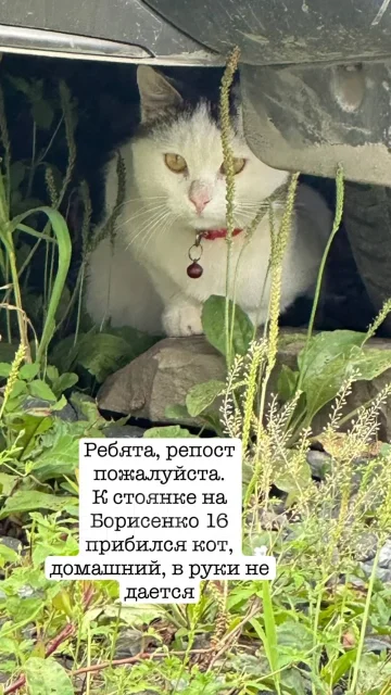 �����. ����