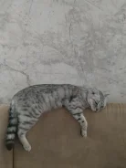 ����� ���� ���� ��� ����� ����