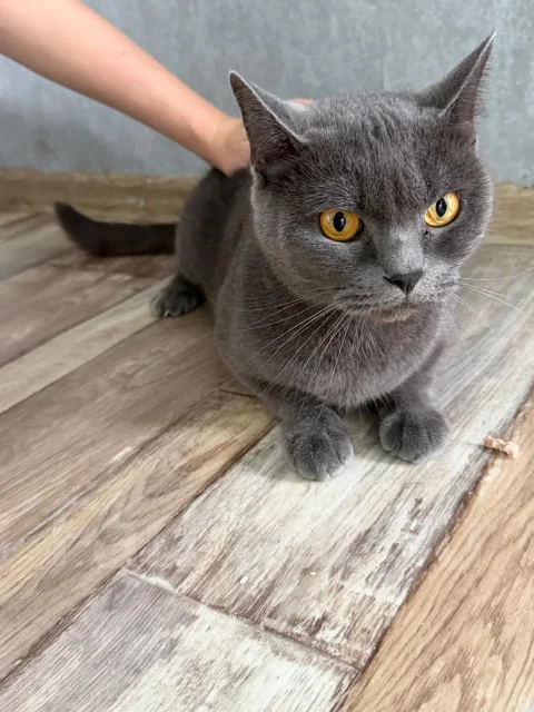 �����. ����