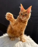 ����-���. ����