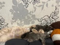 �����. ����