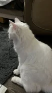 ����������� �����. ����