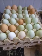 ���� �������. ����