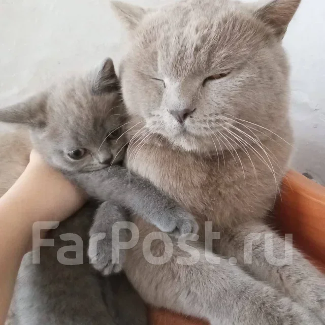 ���������� �����. ����