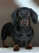 �����. ����