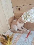 ���������� �����. ����