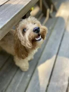 ������� �������� ���� ������� ����