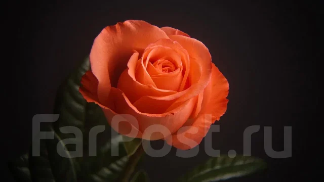 ���������. ��� ����� �� ������������ ����