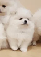 ����. ����