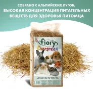 ���� Evergreen 1 �� (30 �) FIORY ����