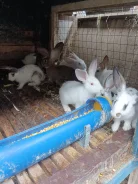 �������. ����