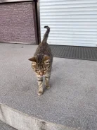 �����. ����