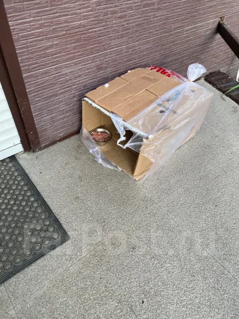 �����. ����