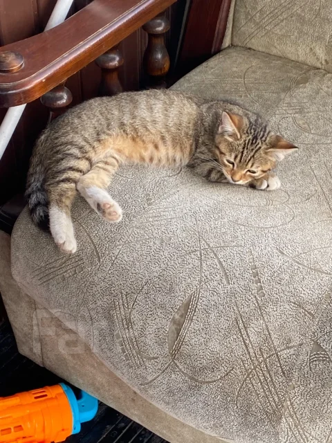 �����. ����
