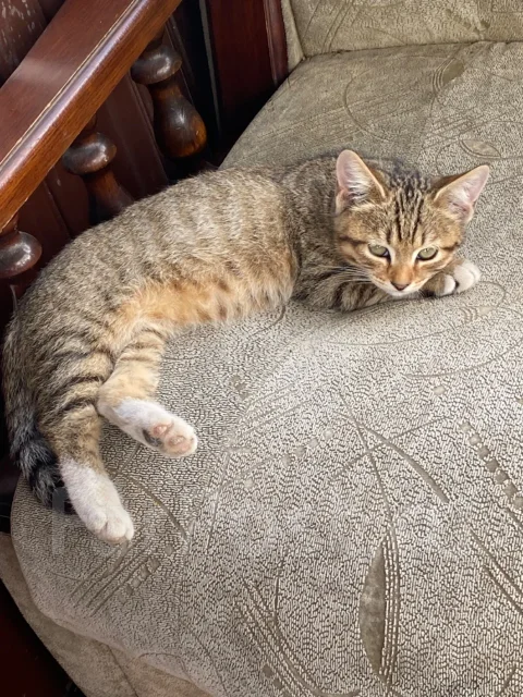 �����. ����