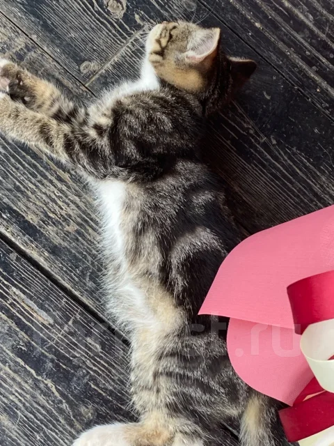 �����. ����