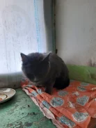 �����. ����