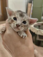 �����. ����