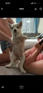�����. ����