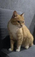 �����. ����