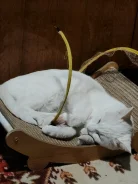 �����. ����