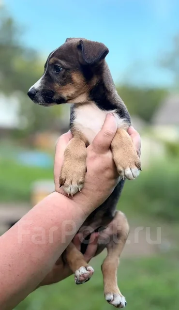 �������. ����