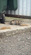 �����. ����