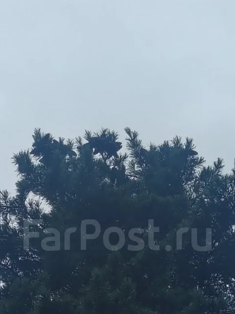 �������. �� �������� ��. ����������� ���� ����