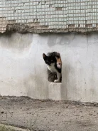 �����. ����