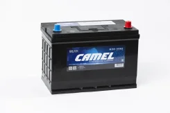 Camel