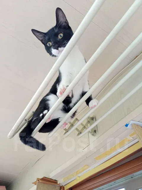 �����. ����