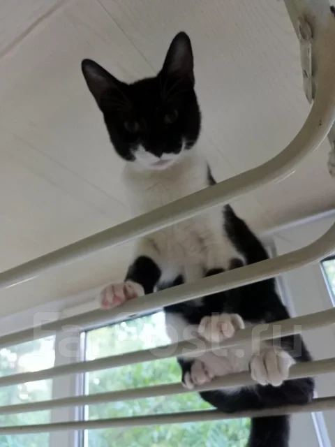 �����. ����