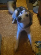 ��������� �����. ����