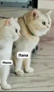���������� �����. ����
