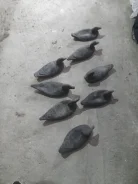 ������. ����