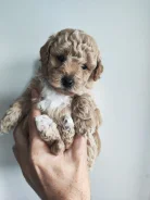�����. ����