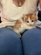 �����. ����