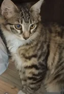 �����. ����