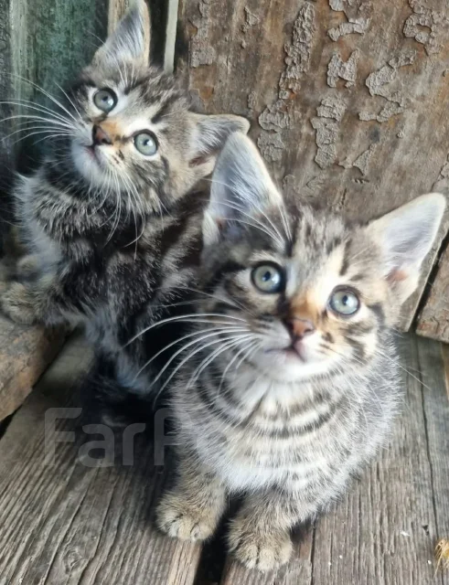 �����. ����