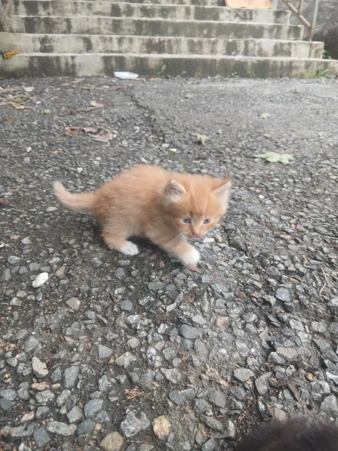 � ������ ���� ����