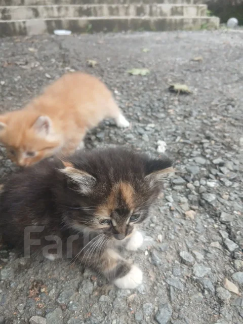 � ������ ���� ����