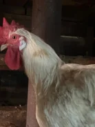 ����. ����