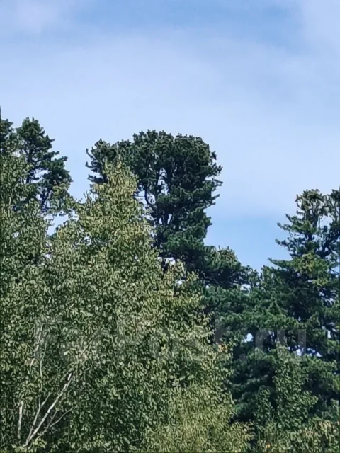 �������. �� �������� ��. ����������� ���� ����