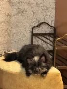 ����� ����